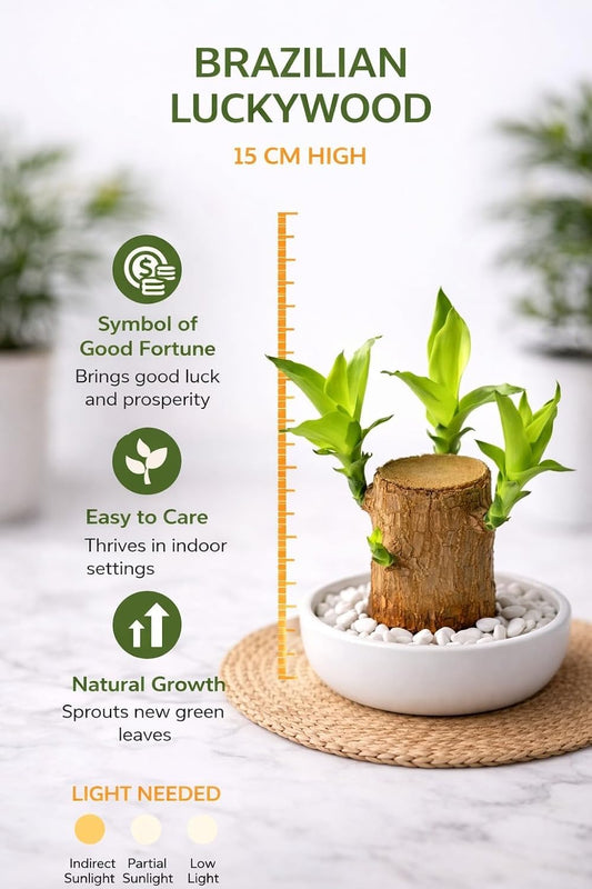Lucky Bamboo Brazil Wood