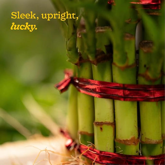 Lucky Bamboo 3 Layer Feng Shui Plant (green color)