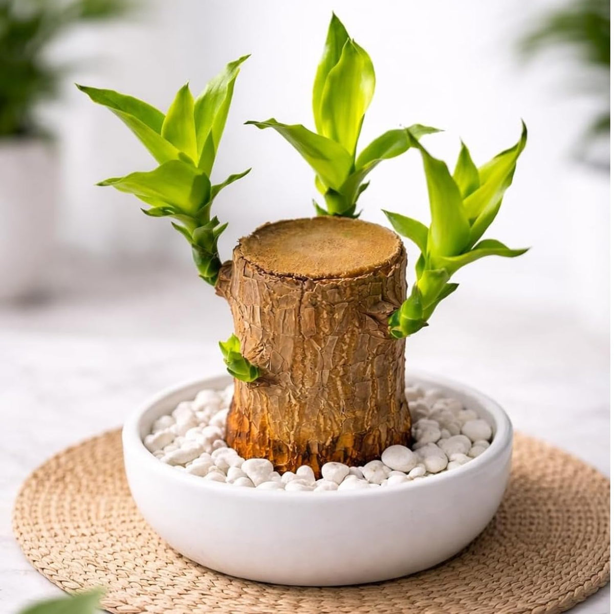 Lucky Bamboo Brazil Wood