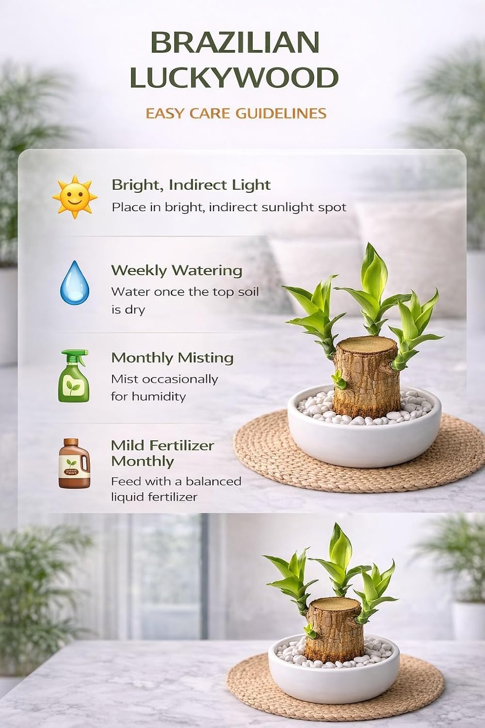 Lucky Bamboo Brazil Wood