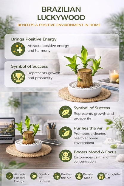 Lucky Bamboo Brazil Wood