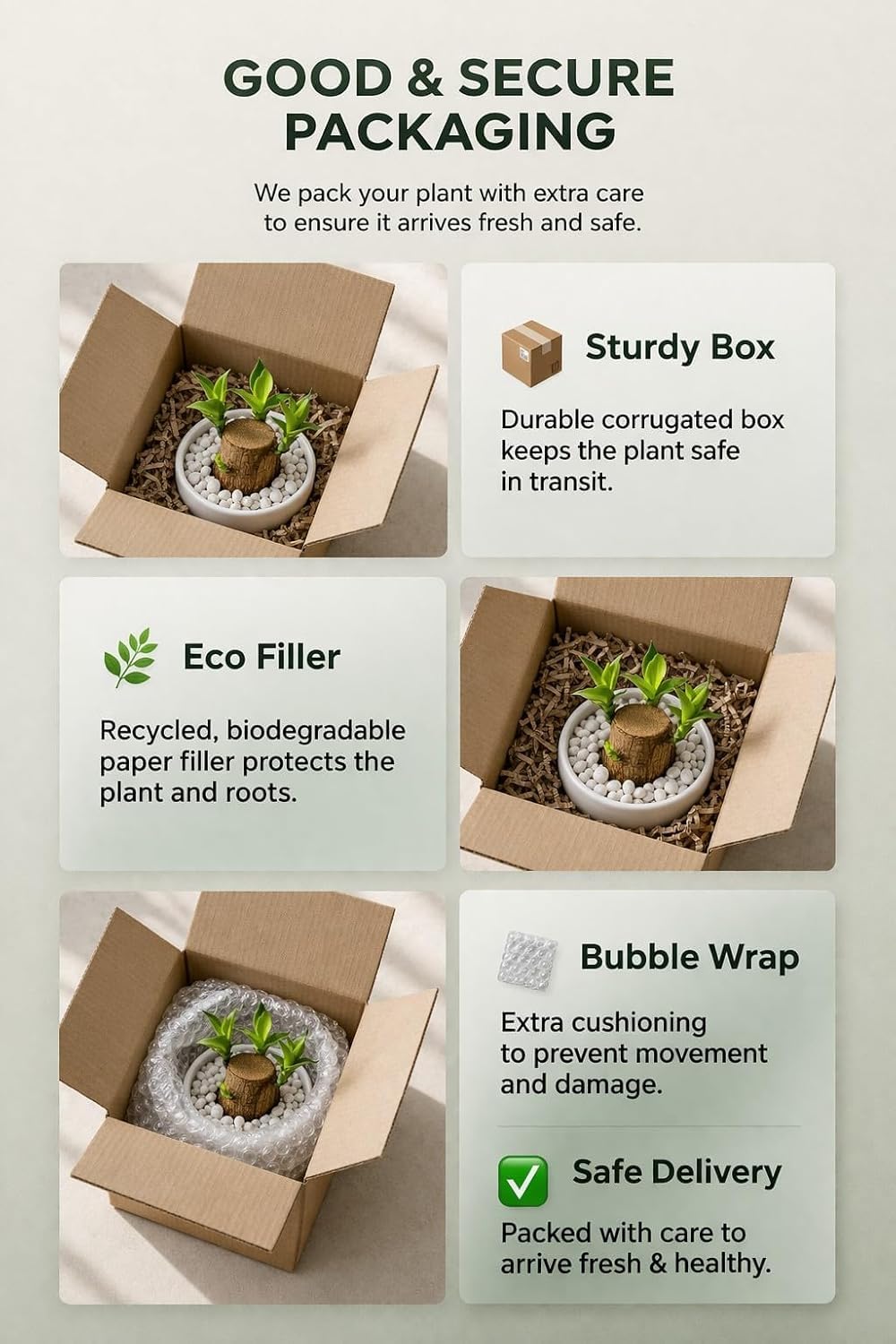 Lucky Bamboo Brazil Wood