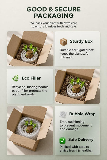 Lucky Bamboo Brazil Wood