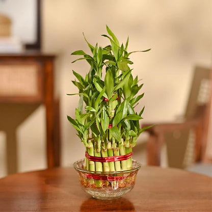 Lucky Bamboo 3 Layer Feng Shui Plant (green color)