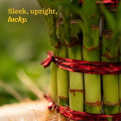 Lucky Bamboo 3 Layer Feng Shui Plant (green color)