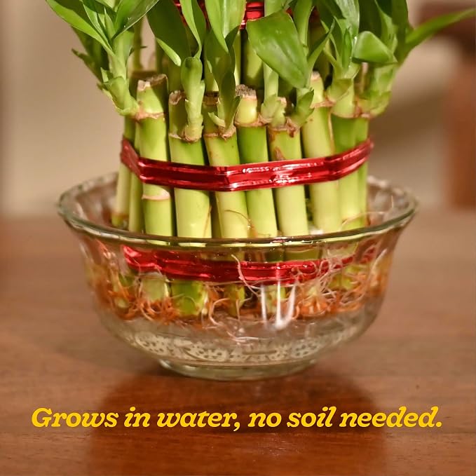 Lucky Bamboo 3 Layer Feng Shui Plant (green color)