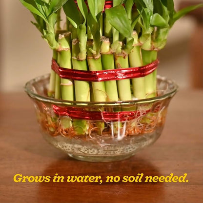 Lucky Bamboo 3 Layer Feng Shui Plant (green color)