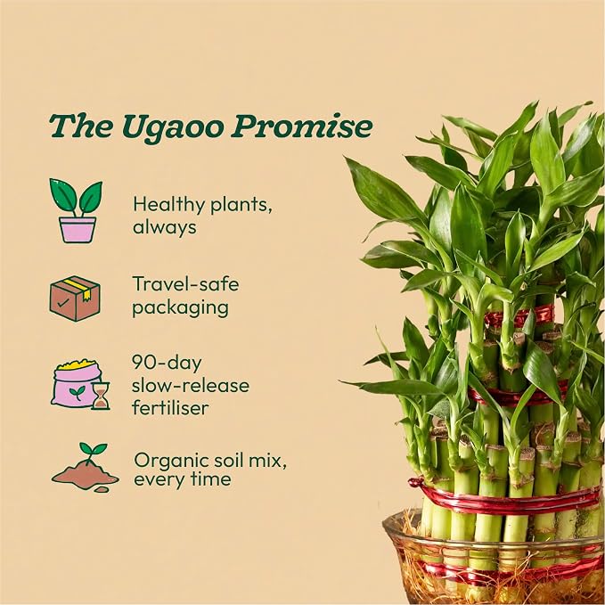 Lucky Bamboo 3 Layer Feng Shui Plant (green color)
