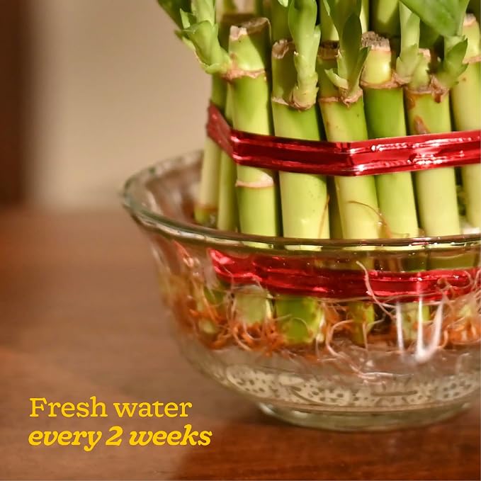 Lucky Bamboo 3 Layer Feng Shui Plant (green color)