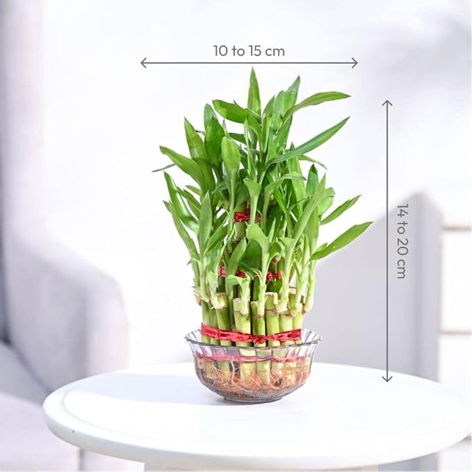 Lucky Bamboo 3 Layer Feng Shui Plant (green color)
