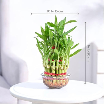 Lucky Bamboo 3 Layer Feng Shui Plant (green color)